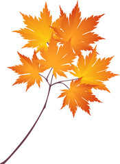 Hand-drawn red-yellow colored golden autumn maple leaves branch isolated on white background. Flat and line style vector illustration. 