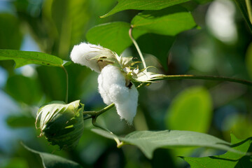 leaves Cotton flowers, among green leaves and soft blurred style for background, selective focus point.	