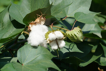 leaves Cotton flowers, among green leaves and soft blurred style for background, selective focus point.	