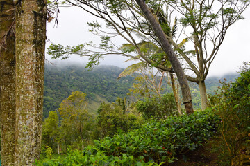 Scenic Mountain Landscape with Green Forest Trees under Blue Sky and White Clouds in Tropical Nature. Beautiful Mountain Valley with Lush Green Forest, Natural Mountain Hills Covered with Green Trees