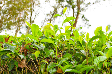 Obraz premium Fresh Green Tea Leaves Close Up in Organic Herbal Farm with Morning Sunlight. Natural Eco Plantation for Healthy Organic Drinking Tea.Organic Tea Plantation for Relaxation and Health. Green Tea leaves