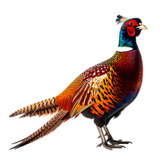 A vibrant male pheasant, richly colored in oranges, reds, greens, and blues, stands against a black background, showcasing intricate feather details