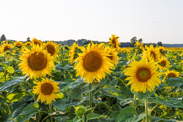 Sunflower Field under Clear Sky in Countryside, Bright Yellow Blooms in Daylight