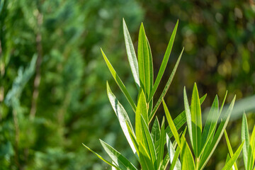 Oleander Nerium oleander cluster of leaves. A cluster of oleander Nerium oleander leaves catches...