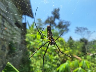 Tiger Spider on Web in Tropical Forest