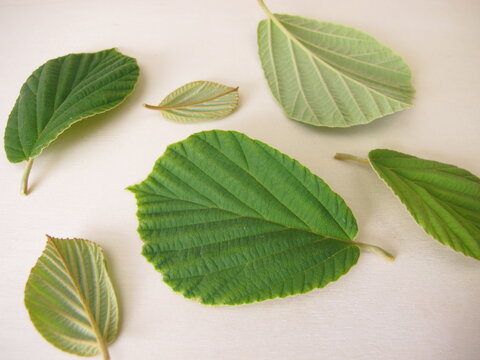 Leaves from the witch hazel, Hamamelis virginiana