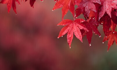 red maple leaves, raindrops, abstract autumn red background,