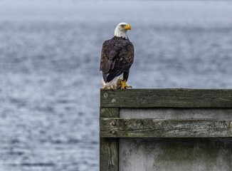 A bald eagle (Haliaeetus leucocephalus) hunting for fish at the Rodman Dam near Palatka, Florida