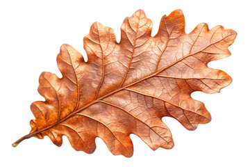 Fototapeta premium Detailed brown oak leaf with prominent veins on a background autumn fall isolated on a transparent background