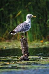 Alone gull sits on a dry tree trunk in the middle of a pond