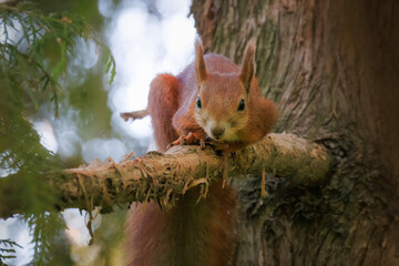 Close-up of a cute red fluffy squirrel lying on a branch and looking directly into the camera lens in a park on a cloudy autumn day.