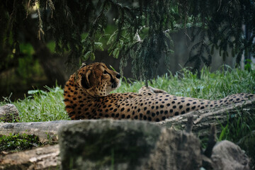 A cheetah resting on the ground under trees at Belgrade Zoo, its spotted fur blending with the...