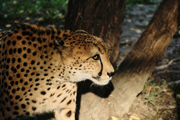 A cheetah walking near a tree at Belgrade Zoo, its spotted coat glowing in the sunlight