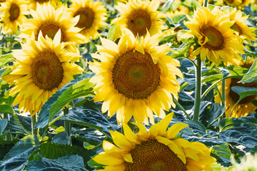 Sunflower field in full bloom with bright yellow petals