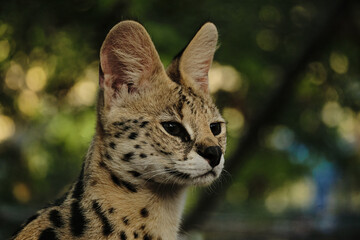 Closeup of a serval cats face showing its large ears and spotted coat in Belgrade Zoo
