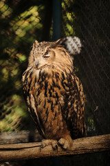 An owl perched on a branch with detailed feathers at Belgrade Zoo