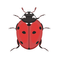 A ladybug isolated on a white background. Vector illustration of an insect.