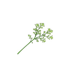 Parsley, spice, seasoning, the drawing is made in a minimalistic style and reflects the essence of the object with a single continuous line.