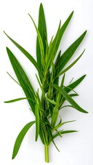 Fototapeta premium Fresh green herb sprigs