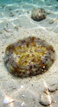 Underwater Macro View of a Sea Urchin, Clypeaster reticulatus, on the Seabed


