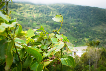 Scenic Mountain Landscape with Green Forest Trees under Blue Sky and White Clouds in Tropical Nature. Beautiful Mountain Valley with Lush Green Forest, Natural Mountain Hills Covered with Green Trees