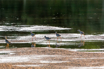 Dunkelwasserläufer