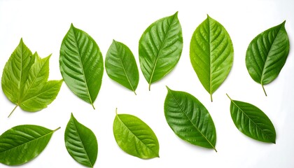 Fresh green leaves on white background