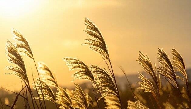 Golden reed plumes nodding in breeze evening light gentle falloff to sky representing warm botanical minimalism and tranquil motion suitable for nature branding travel features and calming design