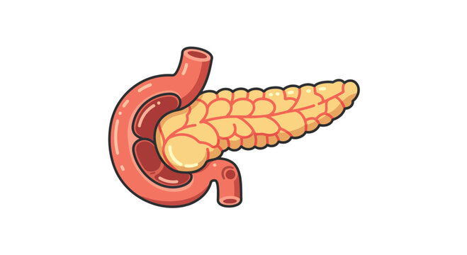 Pancreas Anatomy Illustration