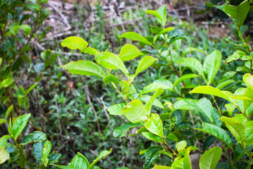 Fresh Green Tea Leaf Closeup in Eco Herbal Plantation. Natural Organic Tea Trees with Sunlight for Healthy Relaxing Drink. Macro Photography of Fresh Green Tea Leaves in Herbal Plantation. Tea Leaves