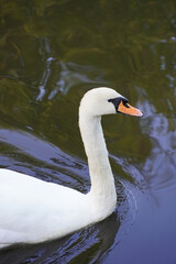 A white swan swims on the water a large bird a reservoir fauna nature
