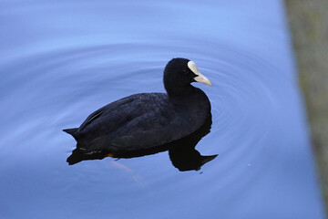 The coot a waterfowl of the rail family swims on the water a body of water fauna nature