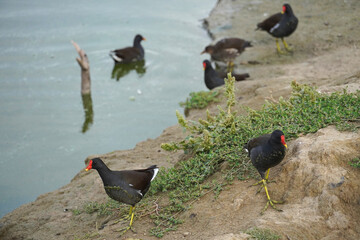 The common moorhen is a small waterfowl of the rail family that walks on the ground and grass on the shore of a reservoir