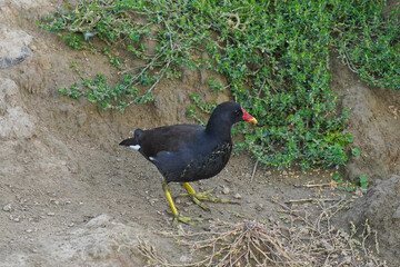 The water moorhen is a small waterfowl of the rail family that walks on the ground and grass