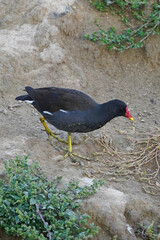 The water moorhen is a small waterfowl of the rail family that walks on the ground and grass