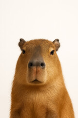 Obraz premium Minimal Capybara Portrait on Beige Background