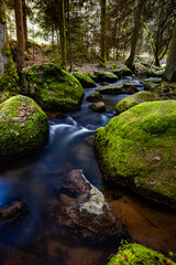 river in the forest