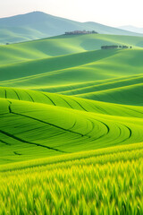 green rice field