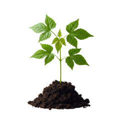 Vibrant young plant seedling with bright green leaves in moist soil, macro shot, soft diffused studio lighting against transparent background, ample copy space. Concept of new beginnings