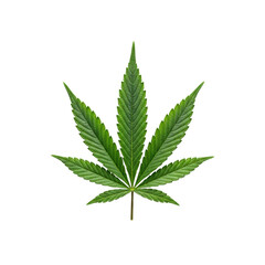 Vibrant emerald green cannabis leaf, seven lobes, intricate venation, centered on transparent background with copy space, top-down flat-lay, scientific botanical concept