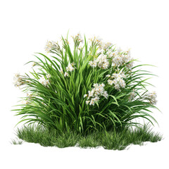 Fototapeta premium Green grass bush with blooming white flowers