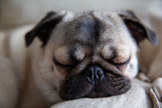 Pug Sleeping in Pillows Close Up