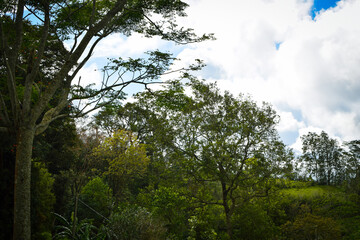 Majestic Big Trees Standing Tall Beneath a Vast Cloudy Blue Sky in a Serene Natural Landscape. Scenic View of Towering Trees Reaching Toward the Cloudy Blue Sky on a Peaceful Day. Beautiful Nature