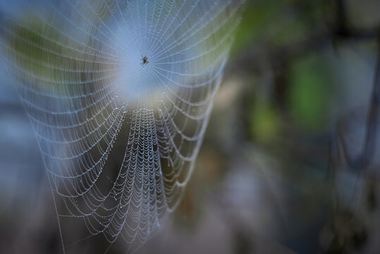 dew on a spider web on a blurred forest background