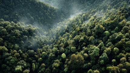 Fototapeta premium fog in mountains