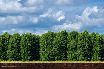 Trees with green leaves with cloudy sky above and red bricks wall below as background