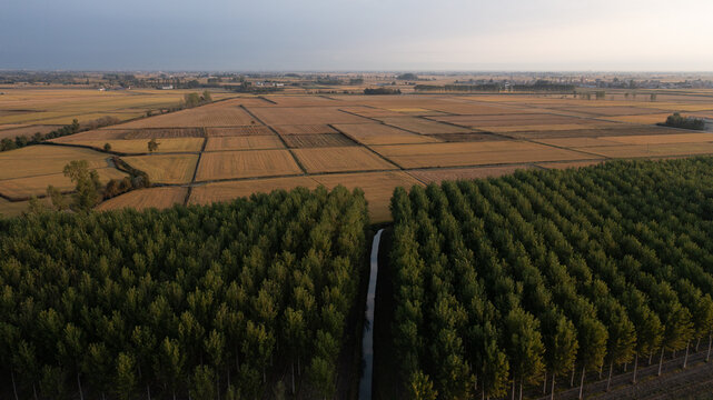 Aerial view of golden rice fields stretching towards the horizon, bordered by a line of lush green trees, Vespolate, Piedmont, Italy.