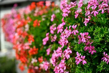 High resolution image of a flower bad containing multiple beautiful red and ping flowers blooming...