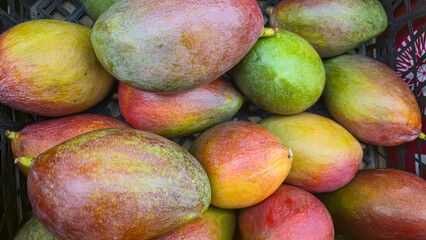 Large mangoes in large crates on store shelves. Fruit display and sale