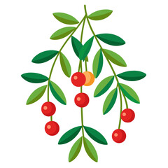 vector illustration of a red currant